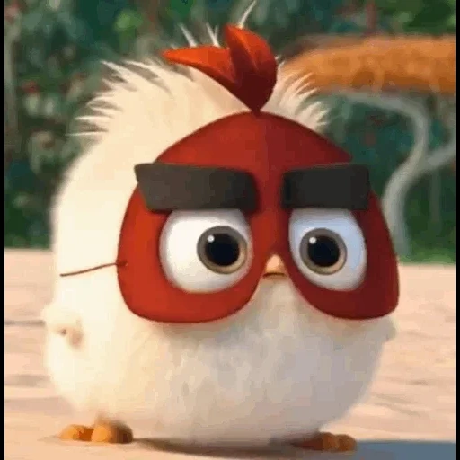 angry birds, película de pájaro enojado, caricatura de engeli booz, nguli pájaro rojo