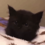 cat, kitten, resin cat, black kitten, black cherepowetz kitten