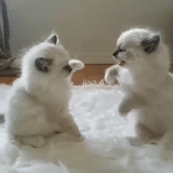 cat, animals, funny cat, seals are ridiculous, a charming kitten