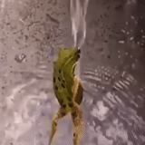 der frosch, the frog dance, the dancing frog, der tanzende frosch