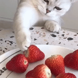cat, lovely seal, cat strawberry, animals cats, a cheerful animal