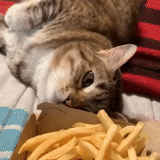 cat, кот, кошка, картошка фри, европейская кошка