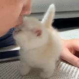das kaninchen, kaninchen weiß, der zwergkaninchen, milota das weiße kaninchen, dekorative kaninchen weiß