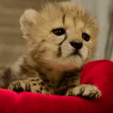 cheetah, mendengar anak anjing, hard cub, cheetah kecil, cheetah itu lucu