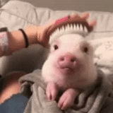 piggy, babi itu manis, anak babi itu lucu, babi mini babi, pyotr petrovich theophilov