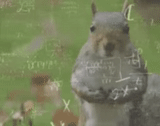 scoiattoli, scoiattolo, lo scoiattolo è grigio, proteine fresche, proteina ordinaria