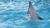 aware, dolphin, dolphin, mar de delfines, delfín del mar negro