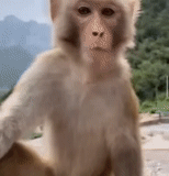terbaru, um macaco, macacos engraçados, macaco caseiro, macacos caseiros