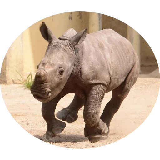 rhinoceros, cubs of rhino, sumatran rhino, the weight of the rhino is sumatransky, sumatran rhino baby