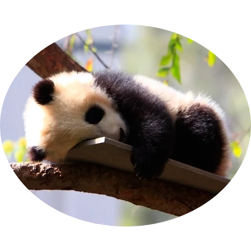 panda, panda panda, panda is an animal, animals panda, bear panda