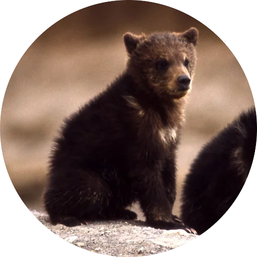 beruang, beruang coklat, beruang grizzly, grisli bear cub, grisley bear kecil