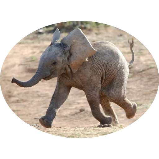 bebé elefante, animal elefante, pequeño elefante, elefante africano, elefante pequeño