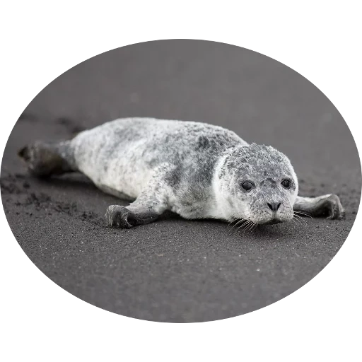тюлень, серый тюлень, кольчатая нерпа, маленький тюлень, обыкновенный тюлень