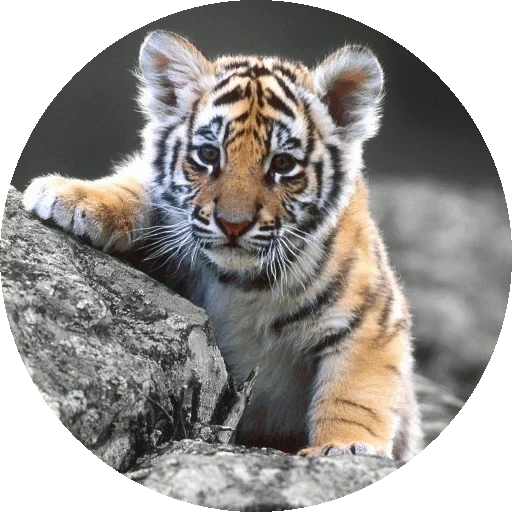 harimau harimau, tiger t green, amur tiger, macan kecil, macan kecil