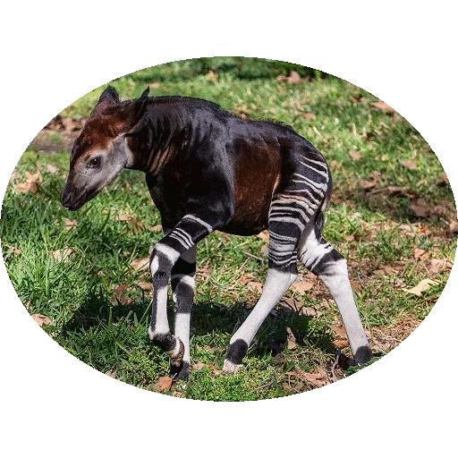 okapi mpv, die okapi-tiere, das tierische zebra, okapi-waldgiraffe, okapi zwerggiraffe