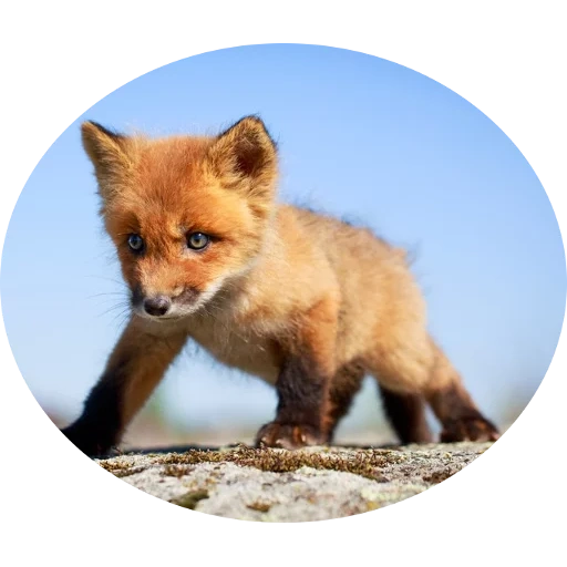 rubah, rubah, fox fox, lisonka fox