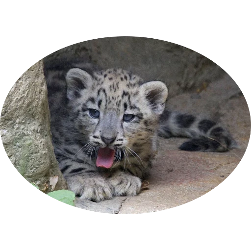 bals ilbis, der schneeleopard, der schneeleopard, schneeleoparden ilbis welpen, snow leopard ilbis russisches rotbuch