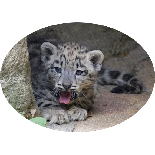 barras irbis, leopardo de nieve, irbis barras de nieve, cubs de leopardo de nieve, barras de nieve irbis red book of russia