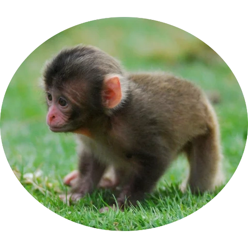 monos, makaku baby, cachorro de mono, pequeño mono, pequeño mono