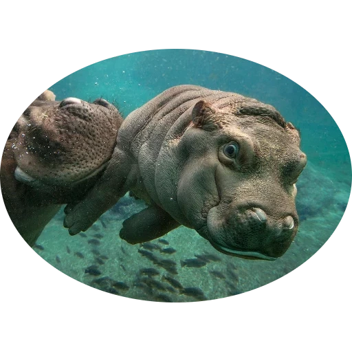hipopótamo, agua de hipopótamo, hipopótamo, hipopótamo bajo el agua, clasificación de animales de goma