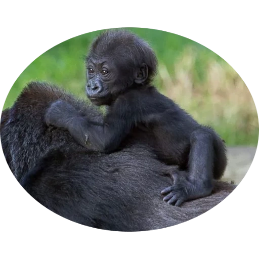 gorilla, cucciolo di gorilla, monkey gorilla, animale gorilla, piccolo gorilla