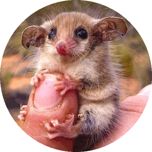 das opossum, zwergopossum, lustige tiere, zwergopossum, das zwergopossum