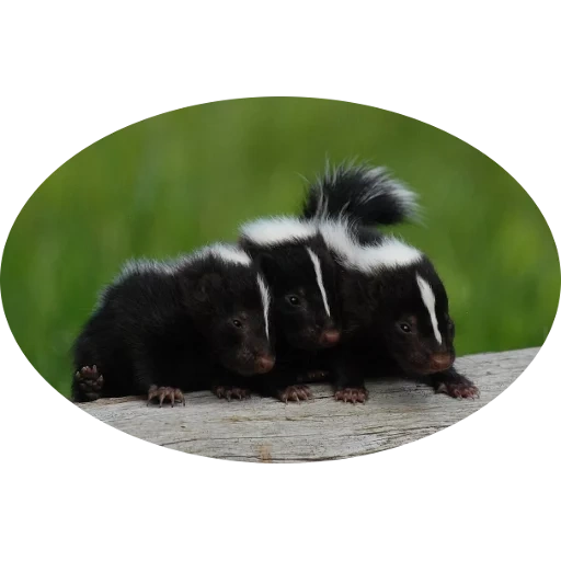 the skunk, the green skunk, home skunk, gefleckte skunk, striped skunk