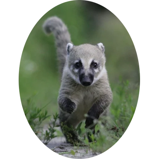 the lemur, die tiere, nosuha koati, das tier lemur, cotihansa der waschbär