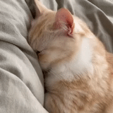 kucing, kucing, kucing, kucing tidur, kucing yang mengantuk