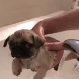 doguillo, mini pug, cachorro, perra, bañera