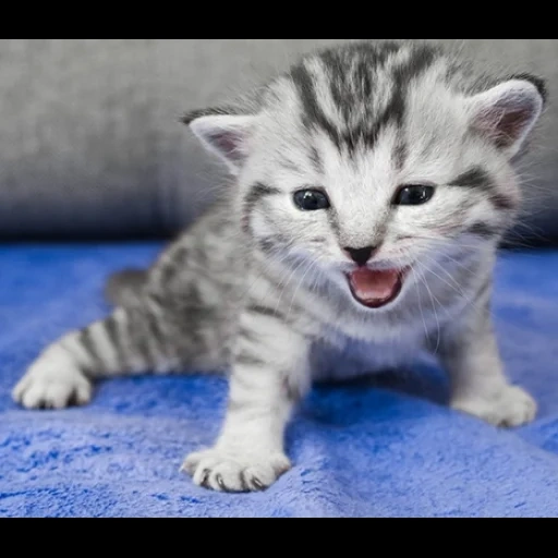 кот, котенок серый, шотландская кошка, симпатичные котята, очаровательные котята