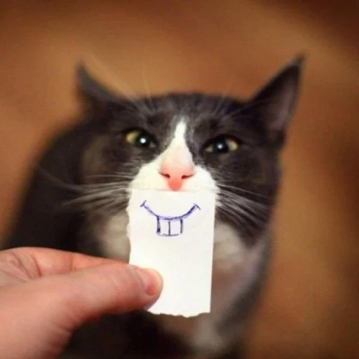 cat, cat, smiling-faced cat, paper cat, seals are ridiculous
