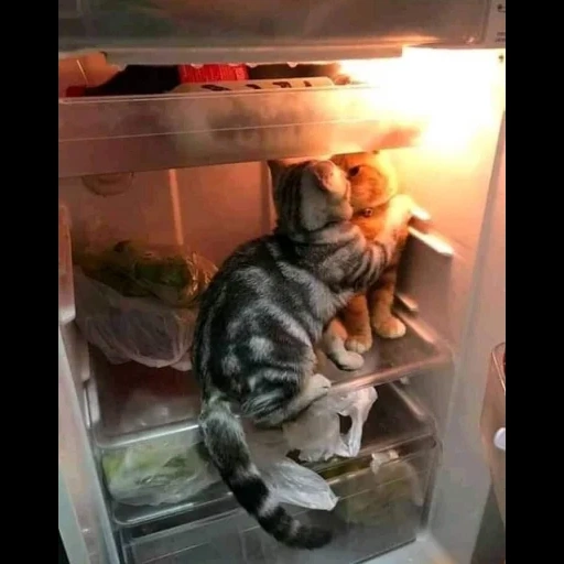 chat, frigo, le chat est un réfrigérateur, le chat est pour le réfrigérateur, les chats aiment le réfrigérateur