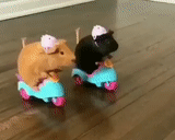 les hamsters sont drôles, animaux joyeux, animal ridicule, les animaux sont drôles, moto cobaye