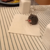 konbayin, tikus tikus, tikus abu-abu, hewan tikus, hamster konyol