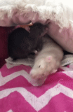 mouse, little flying elephant mouse, dumbo, house mouse, pets