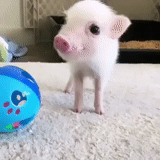 mini porcelet, porcs, petit cochon mignon, piggy piggy mini piggy, piggy
