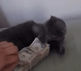 кошка, кот гифка, кот деньги, гифка деньги, гифка кот деньгами