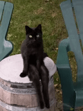 kucing, kucing hitam, kucing hitam, kucing hitam lucu, kucing hitam lucu