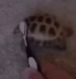 oogway, kura-kura, video yang menarik, kura-kura asia tengah, kura-kura asia tengah