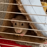 pequeño ratón volador, animales de rata, animales domésticos, pequeño ratón volador, pequeña jaula de ardilla voladora