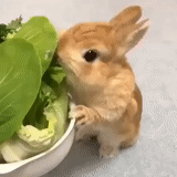 rabbit, interesting rabbit, rabbit, little rabbit, pygmy rabbit