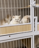 cats, animaux, cages pour chats, charmant animal, animaux domestiques