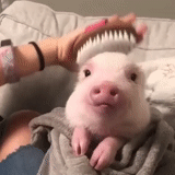 anak babi, babi mini, babi kecil yang lucu, babi mini babi, babi mini babi