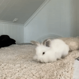 rabbit, rabbit, pygmy rabbit, decorative rabbit, decorative rabbit chinchilla