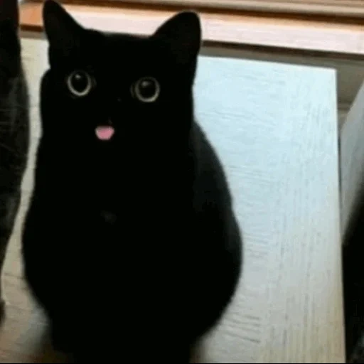 кот, кошка, черный кот, черный котик, бомбейская кошка