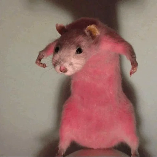 крысы мем, лысый хомяк, хомяк розовый, розовая крыса, хомячок смешной
