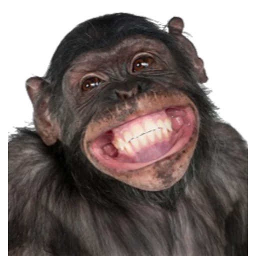 зубы обезьяны, обезьяна морда, смеющиеся животные, улыбающиеся животные, смешные морды обезьян