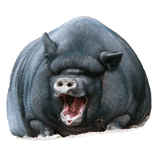 свинья, черная свинья, большая свинья, самая толстая свинья, вьетнамская вислобрюхая свинья
