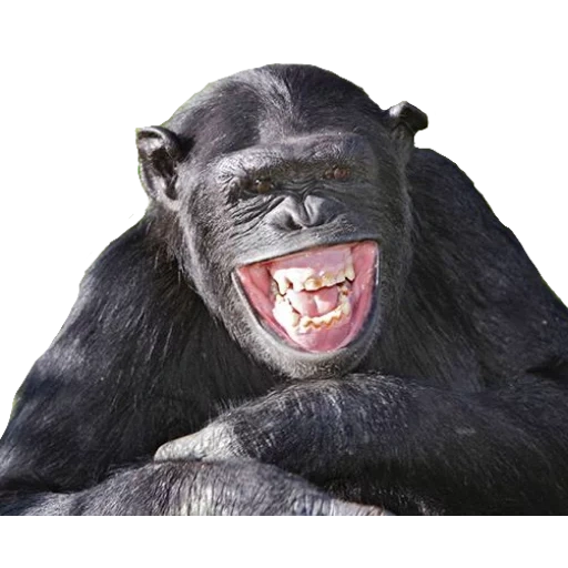 темнота, шимпанзе, горилла ржет, оскал обезьяны